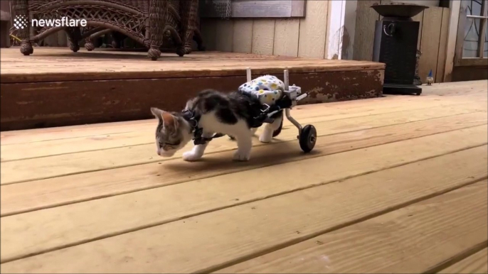 Un adorable chaton paralysé se déplace grâce à des roulettes