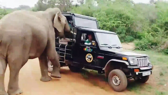 Wild Elephant Attack The Safari Jeep  Dangerous Elephant Attack