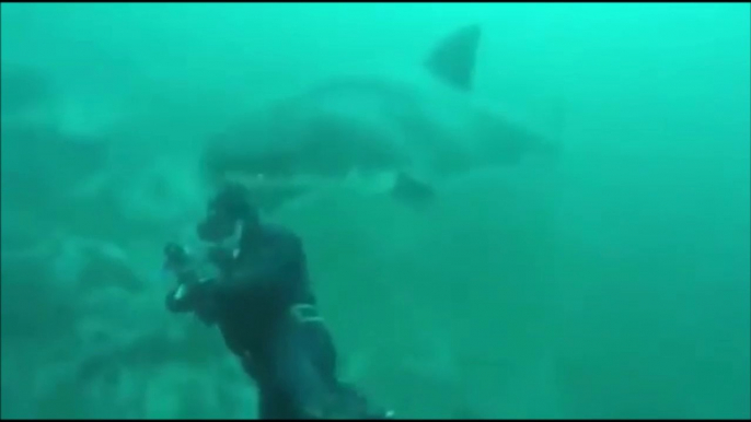 Ce plongeur se fait percuter par un grand requin blanc qu'il n'a pas vu venir