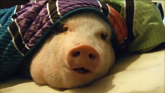 Sleeping Pig Wakes Up for a Cookie !