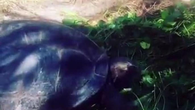 Cure your Monday blues with a visit to our giant tortoises (or at least watch this hilarious video of Giant Johny felling a little camera-shy).Video by  rin_f