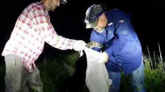 Florida Snake Catcher Captures Python Close to a Gator
