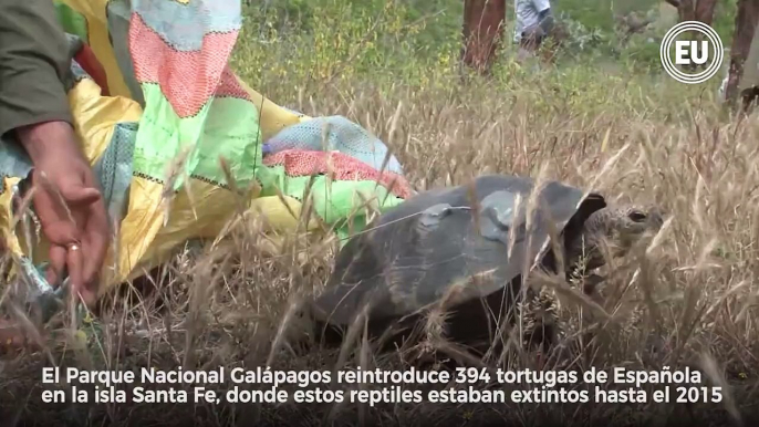 Tortugas gigantes regresan a Santa Fe para ayudar a la flora. Galapagos Conservancy y Parque Nacional Galápagos trabajan en el proyecto ►     Por Juana von Buch