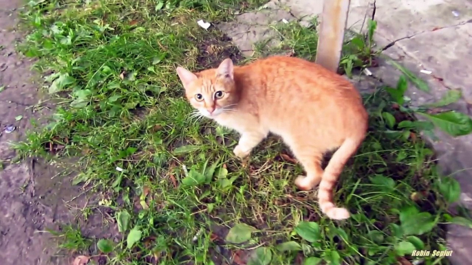 Mother cat hisses and the kittens are afraid of me