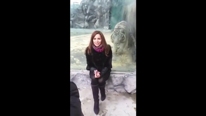 Un tigre fourbe fait peur à une touriste dans un zoo