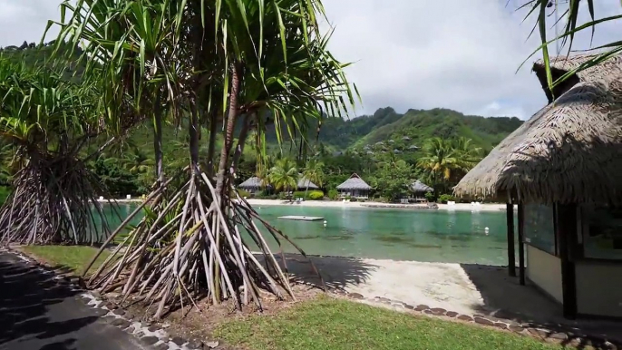 UNE RENCONTRE MAGIQUE avec les dauphins  _ Moorea Family Vlog _ Tahiti