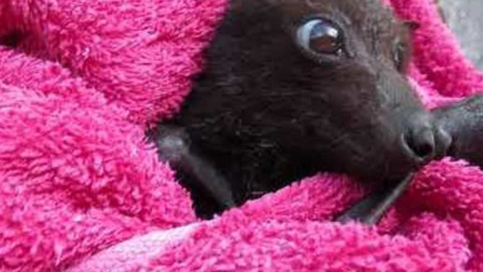 Young Flying Fox Recovers After Rescue From Barbed Wire Fence