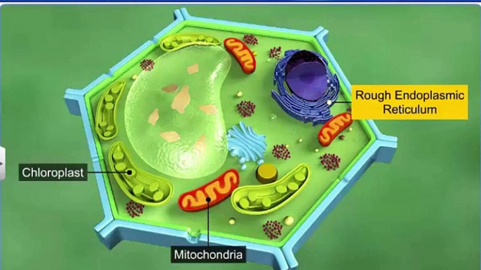 (6)CBSE Class 11 Biology, Cell  The Unit of Life – 6, Ribosomes, Mitochondria and Plastids