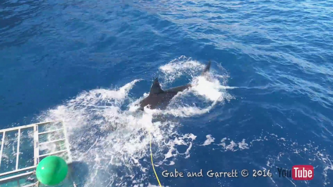 Un grand requin blanc arrive à rentrer dans une cage de protection anti-requin