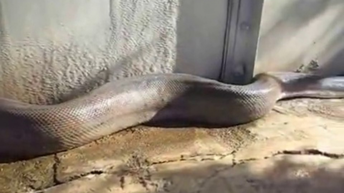 dangerous snake viral video