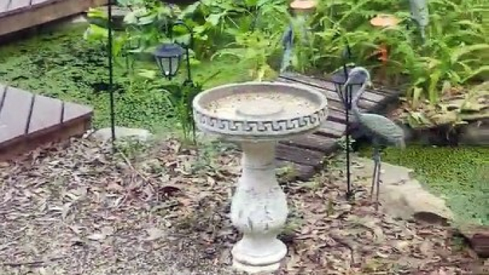 Bulldog Leads Baby Ducklings to Pond