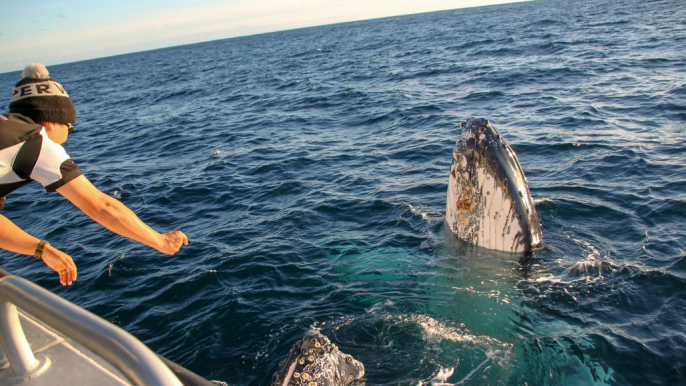 Boaters Have Close Encounter With Friendly Whales Off Augusta, Western Australia