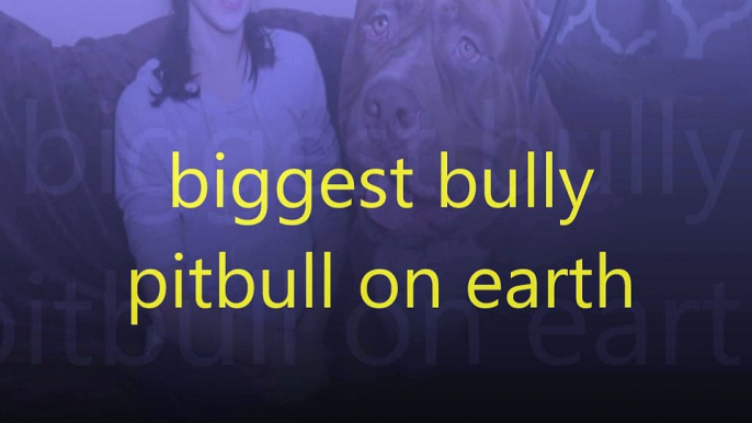 biggest bully pitbull on earth