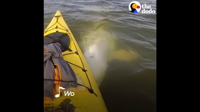 Man's Funny Beluga Song Attracts Beluga Whales Who Sing Back The Dodo