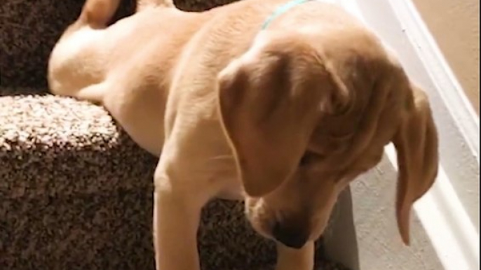 ADORABLE Puppy Figures Out The Stairs The Dodo