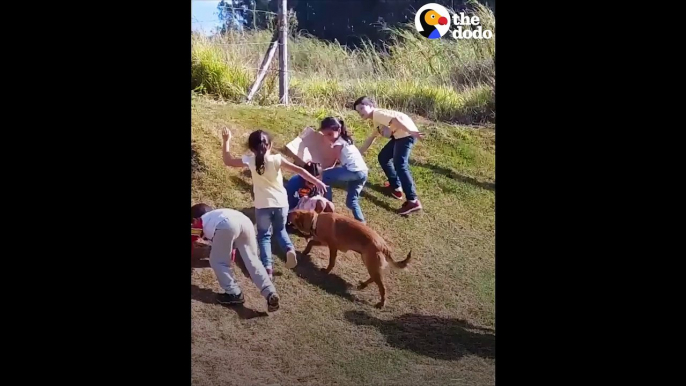 Dog Slides Down Hill With Kids The Dodo