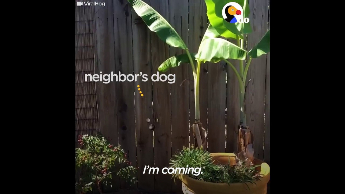 Dog Gets Custom Fence Holes To Visit Neighbor The Dodo