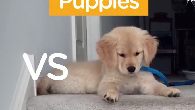 Puppies vs Stairs Pups Figure Out The Stairs The Dodo