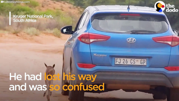 Lost Baby Wildebeest Thinks Car Is His Mom The Dodo