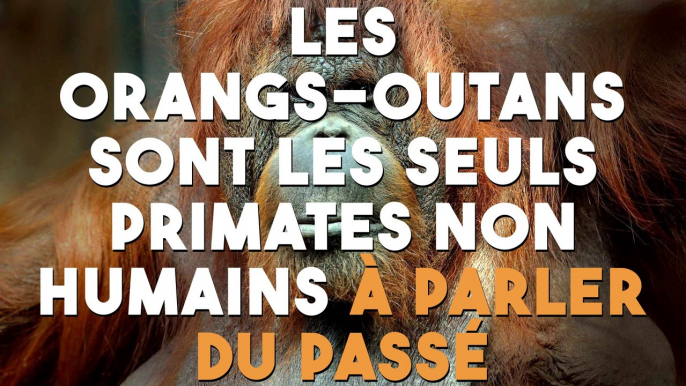 Les orangs-outans sont les seuls primates non humains à parler du passé !