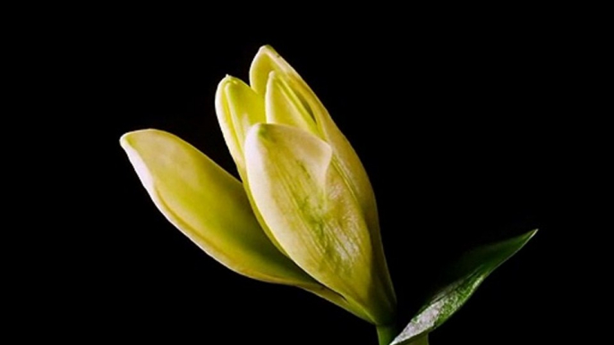 Lily - blooming flower time-lapse video HD