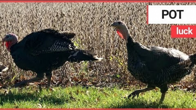 Turkeys destined for the dinner table rescued by vegetarian | SWNS TV