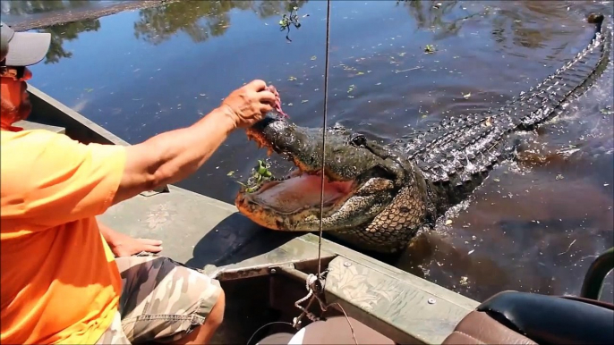 Il nourrit un énorme alligator sauvage depuis son bateau