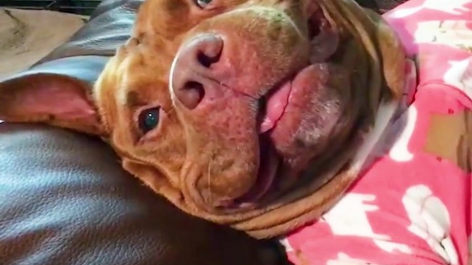 Smiling Pit Bull Loves His New Family So Much The Dodo