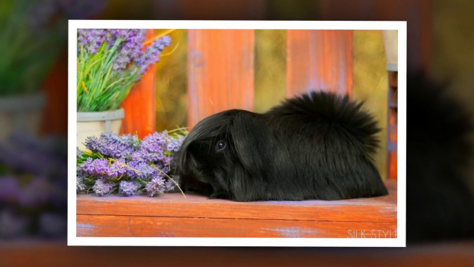 10 Guinea Pigs With The Most Majestic Hair Ever