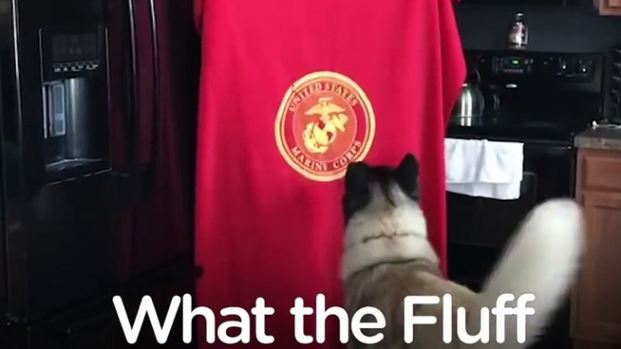 Dogs Do The What The Fluff Challenge Compilation The Dodo