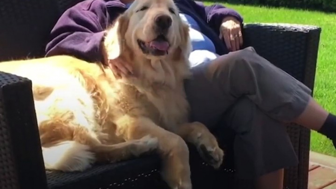 Senior Dog Always Visits His Favorite Neighbor CHEDDAR The Dodo