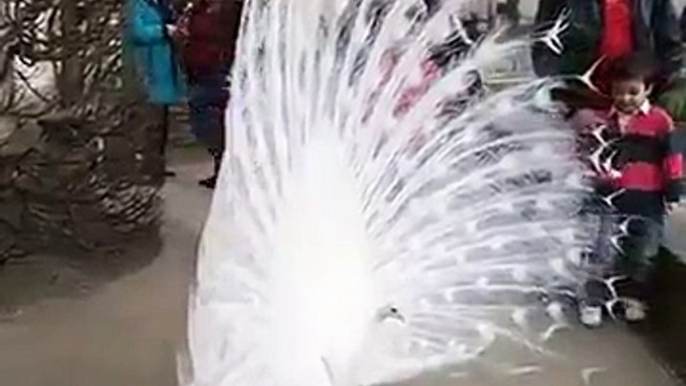 Beauty of peacock lies in its spreaded wings