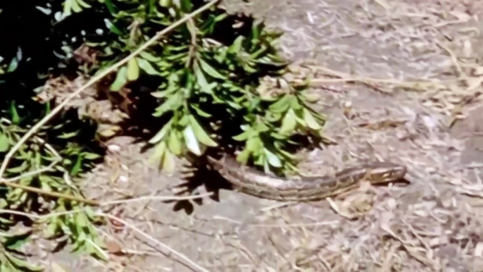 Amazing Lion Cubs Defend His Brother From Python