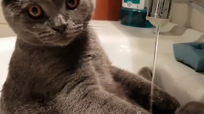 Cat Loves Taking Showers In The Sink The Dodo