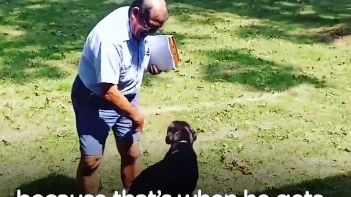 Dog Can't Wait To See His Mailman Every Single Day The Dodo