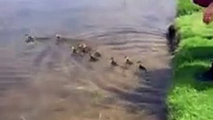 Une cane adopte 10 bébés canards orphelins... Adorable