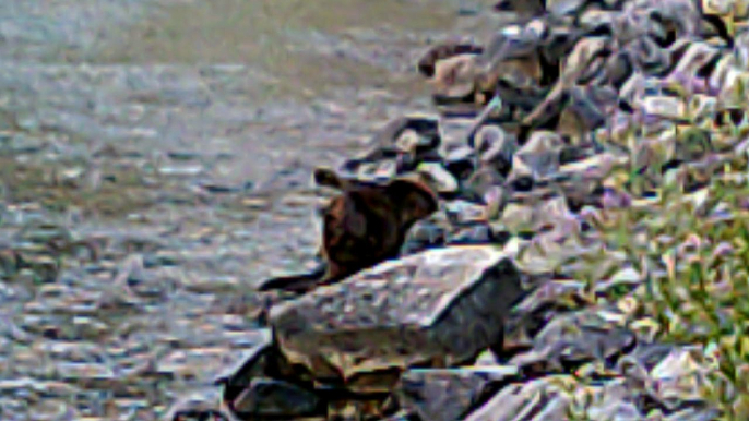 SUNP0035 .CAN YOU SEE THE GREAT CANADIAN BEAVER PART 6.THE GREAT CANADIAN BEAVER. DANGEROUS ANIMALS. OF THE GREAT WHITE NORTH.RIVER MONSTERS . LAKE MONSTERS.