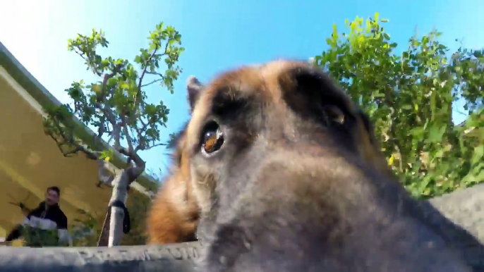 Ce chien refuse de rendre la GoPro... Tellement drole