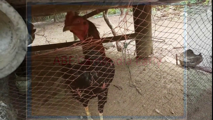 Chicken Eat | Chicken Eating | Chicken Farm | Chicken Fight | Chicken For Food