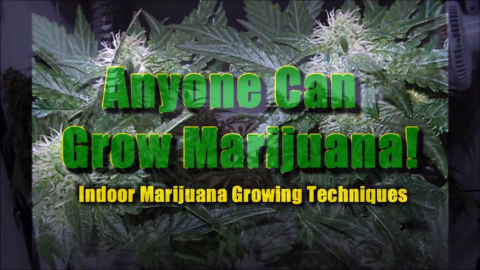 Indoor Closet Grow Growing Marijuana Indoors