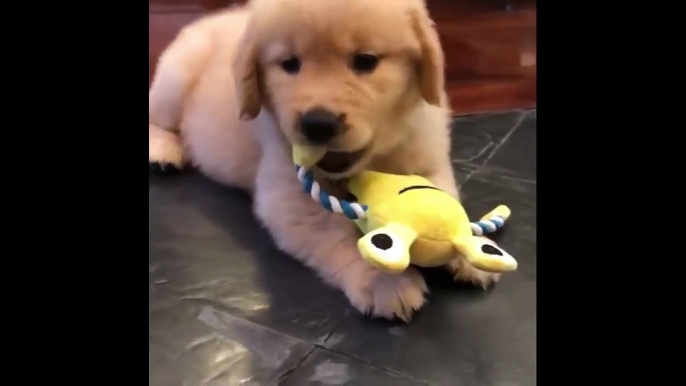 Best Of Cute Golden Retriever Puppies Compilation #18 - Funny Dogs 2018_13-06-2018_3