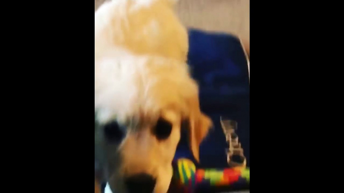 Best Of Cute Golden Retriever Puppies Compilation #17 - Funny Dogs 2018_13-06-2018_3