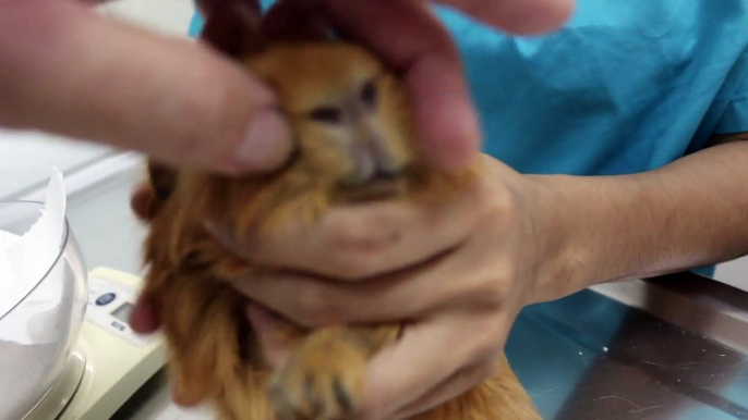 A 4-year-old guinea pig has 6 overgrown front teeth Pt 1