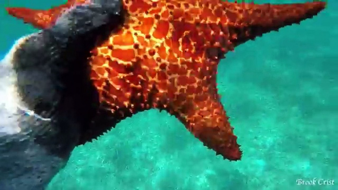 I ATE the Pistol!! Spearfishing and Free Diving for Conch! (West End, Bahamas)