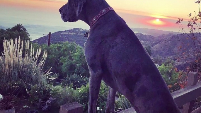 This sanctuary rescues wild horses from auctions where they're rounded up to be sold to anyone who will buy them. They're so scared at first, but a giant dog al