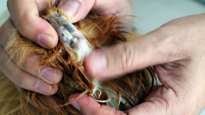 A 5-year-old guinea pig has pneumonia