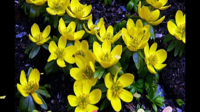 Good Morning Beautiful Yellow Flowers, Yellow Flowers HD Wallpaper Images Photos Pictures Latest Collection #3