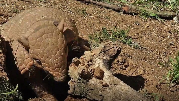 PETA Admits It Doesn't Give A Fuck About Armadillos