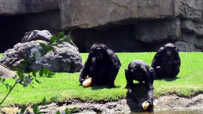 Helados y fruta congelada para los animales del zoo de Valencia 17/7/2018