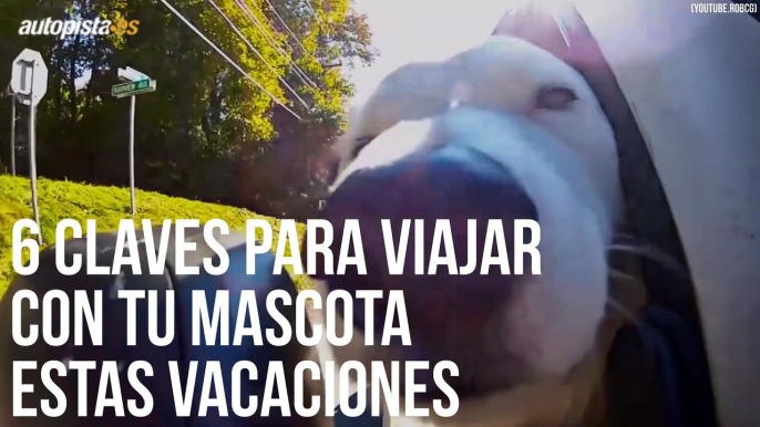 6 claves para viajar con tu mascota estas vacaciones